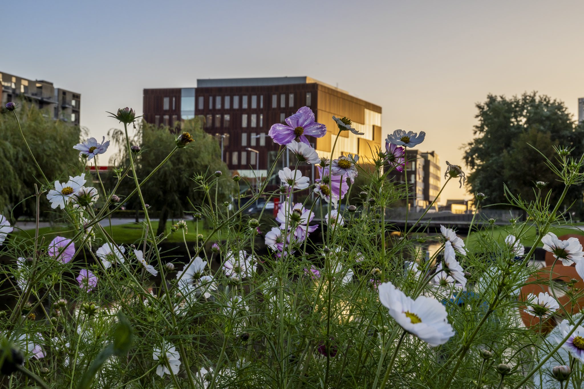 Billede af IBA's bygning med blomster foran.